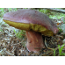 Мицелий Белого гриба соснового (Boletus pinophilus) 